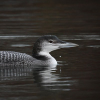 Great Northern Loon