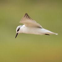 Gull-billed tern