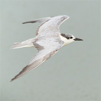 Gull-billed tern