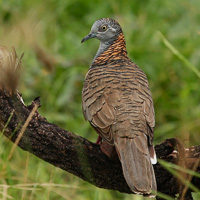 Bar-shouldered dove