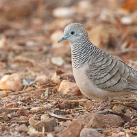 Peaceful dove