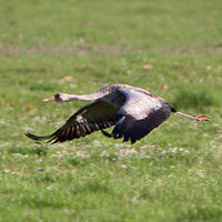 Common Crane