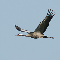 Common Crane