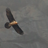 Bearded Vulture