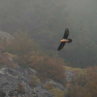 Bearded Vulture