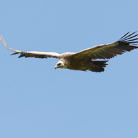 Griffon Vulture