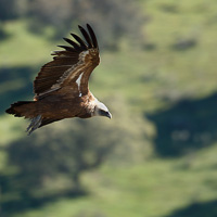 Griffon Vulture