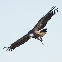 Griffon Vulture