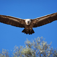 Griffon Vulture