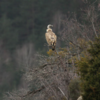 Griffon Vulture