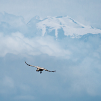 Griffon Vulture