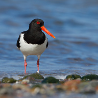 Eurasian oystercatcher