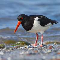 Eurasian oystercatcher