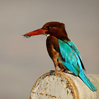 White-throated Kingfisher