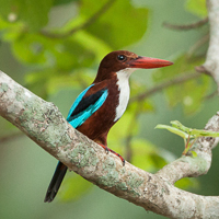 White-throated Kingfisher