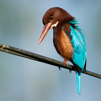 White-throated Kingfisher