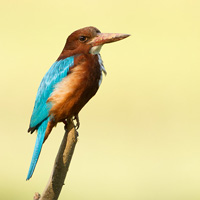 White-throated Kingfisher