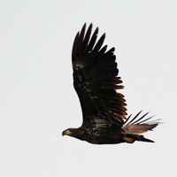 White-tailed Eagle