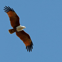 Brahminy Kite