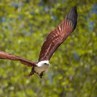 Brahminy Kite