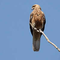 Whistling Kite