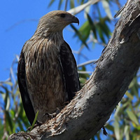 Whistling Kite