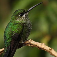 Green-crowned Brilliant