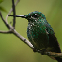 Green-crowned Brilliant