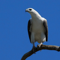 White-bellied Sea-eagle