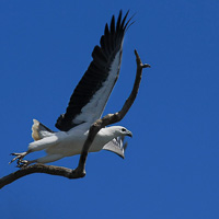 White-bellied Sea-eagle