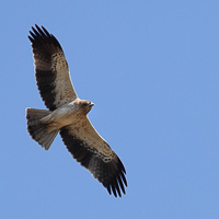 Booted Eagle