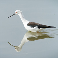 Black-winged stilt