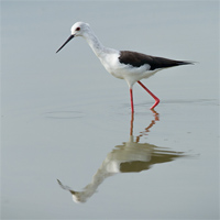 Black-winged stilt