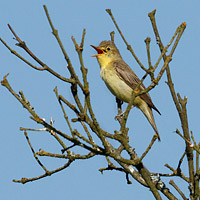 Icterine Warbler