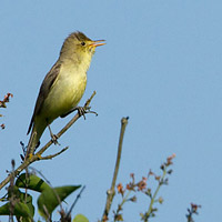 Icterine Warbler