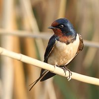 Barn Swallow