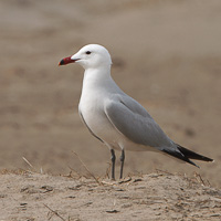 Audouin's Gull