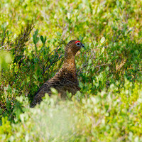 Willow ptarmigan