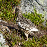 Rock ptarmigan