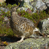 Rock ptarmigan