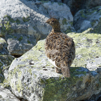 Rock ptarmigan