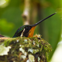 Purple-throated Mountaingem