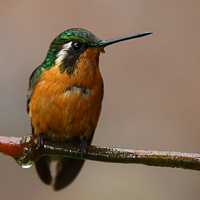 White-throated Mountaingem