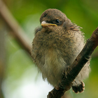 Red-backed shrike