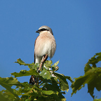 Red-backed shrike