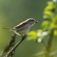 Red-backed shrike