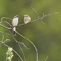 Red-backed shrike