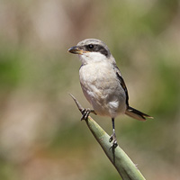 Southern grey Shrike