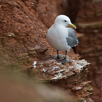 Common Gull