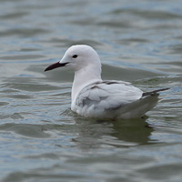 Slender-billed Gull